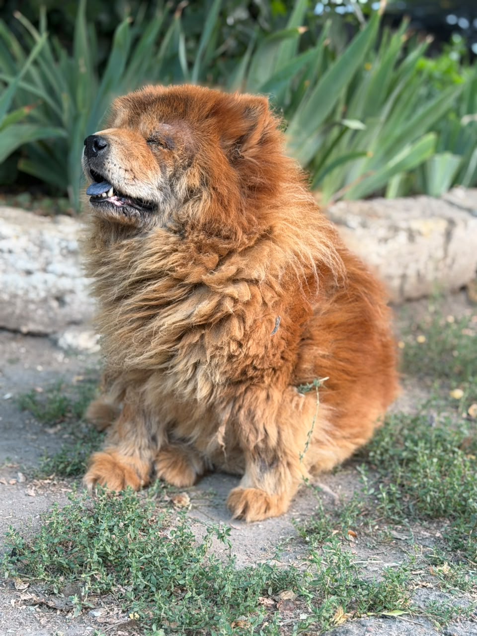 Shani (2).jpeg